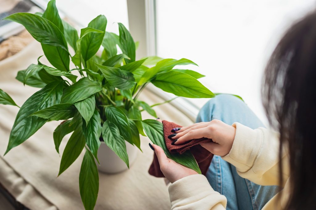 Women's hands close up. A woman wipes house dust from the leaves of indoor plants with a soft cloth. Spathiphyllum in a white pot. Soft selective focus.