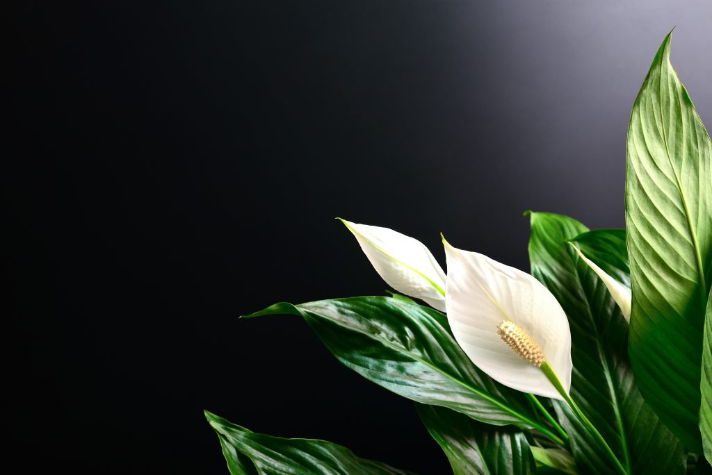 Dark floral spathiphyllum banner or background with a blank space for a text