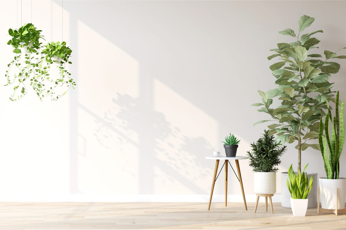 Indoor tropical house plants. 3D render of variety of easy care tropical plants in the room with morning sun light. Background, Natural air purify, Home decoration, Activity during COVID 19, Concept.