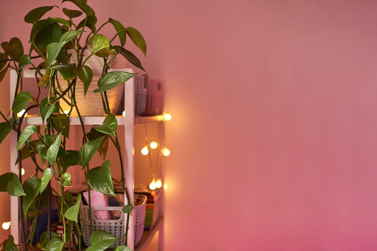 epipremnum in home interior. Interior decoration with homeplants. Background. copy space