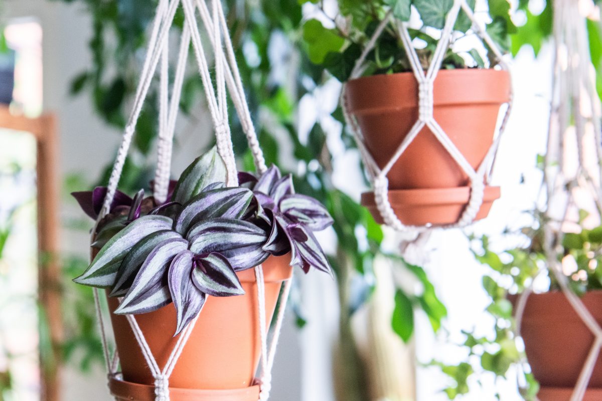 Makramee Blumenampel aus Baumwollschnur geknüpft - Urban Jungle Trend - Zimmerpflanzen Dekoration